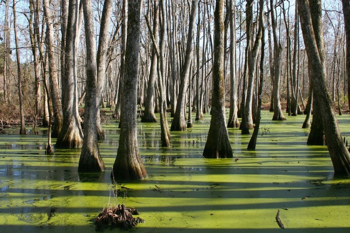 swamp